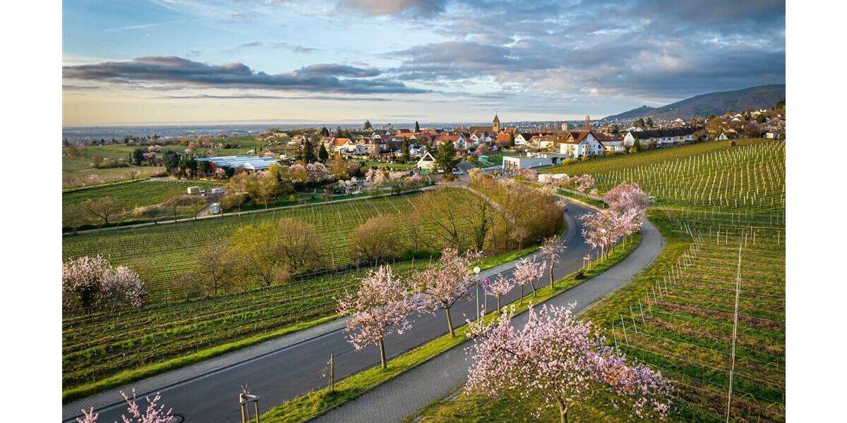 Mehrfamilienhaus, Wohnhaus Neustadt Gimmeldingen - 9 Zimmer, 300 m&sup2;, 798.000&euro; | Angebot:26826407
