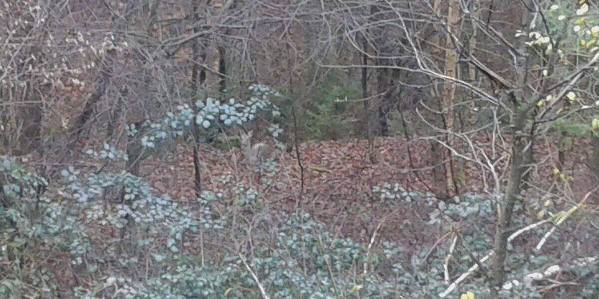 Bungalow Rheinland-Pfalz - Carlsberg Carlsberg - 7 Zimmer, 224 m&sup2;, 399.000&euro; | Angebot:25067166