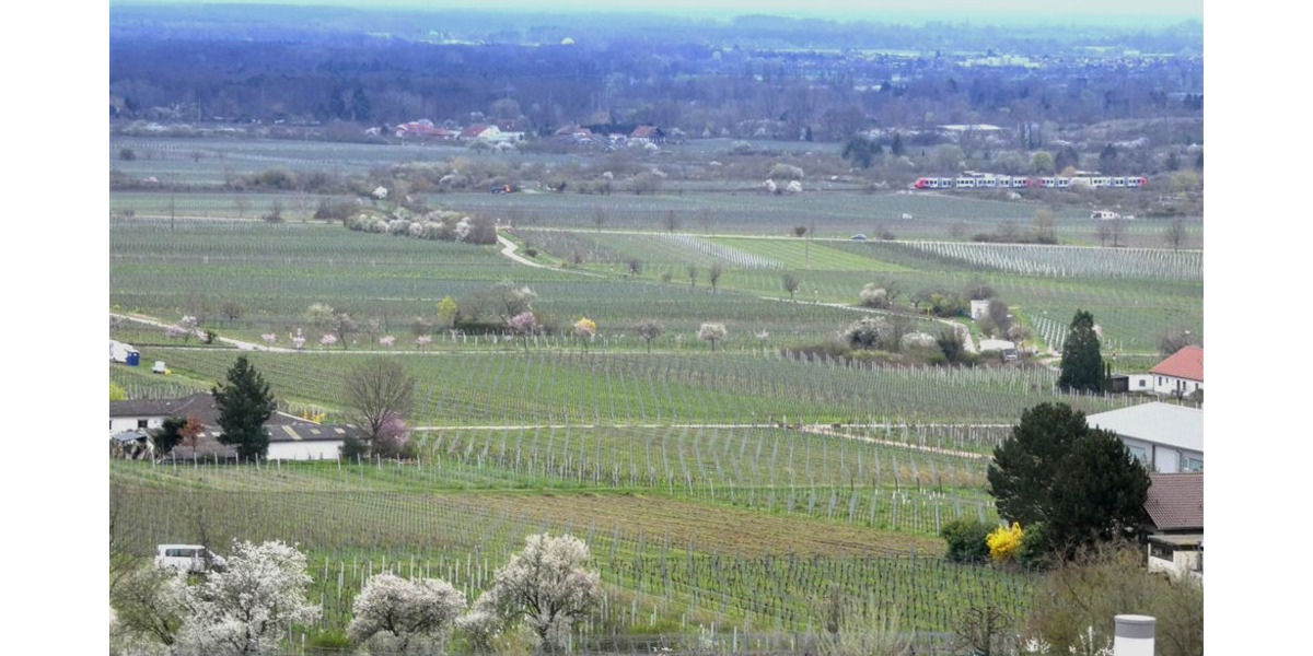 Etagenwohnung Neustadt Haardt - 4 Zimmer, 106 m&sup2;, 348.000&euro; | Angebot:24698704