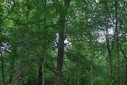 Grundstück in Bad Dürkheim OT Hardenburg 26.000 € 9454 m² zimmer