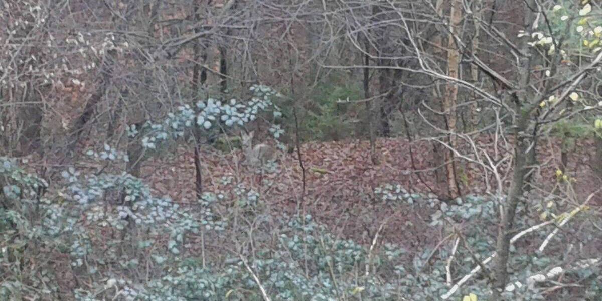 Bungalow Rheinland-Pfalz - Carlsberg Carlsberg - 7 Zimmer, 224 m&sup2;, 399.000&euro; | Angebot:25680038