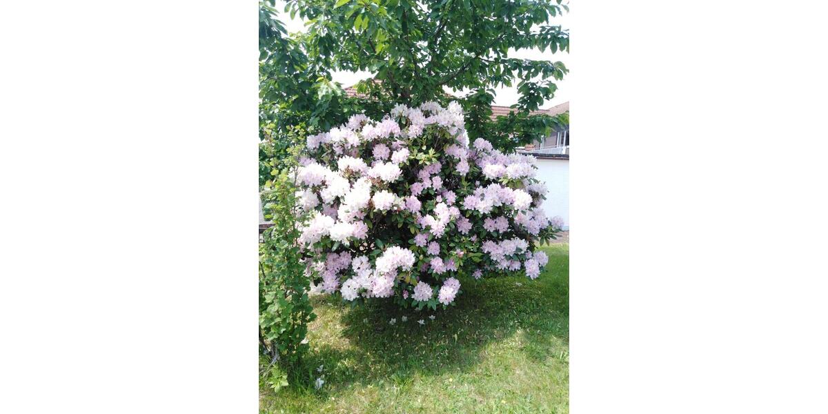 Einfamilienhaus Kaiserslautern Einsiedlerhof - 6 Zimmer, 150 m&sup2;, 1.800&euro; | Angebot:21346640