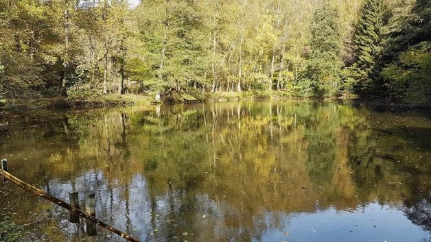 Teichanwesen mitten im Wald Südwestpfalz zimmer