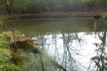 Teichanwesen mitten im Wald Südwestpfalz