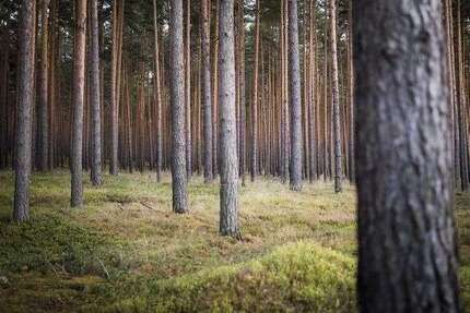 Grundstück in Hettenleidelheim 60.000 € 13930 m² zimmer