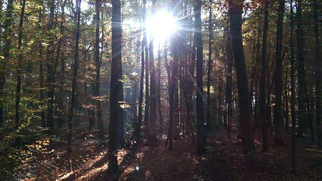 Grundstück in Hettenleidelheim 45.000 € 5698 m² zimmer