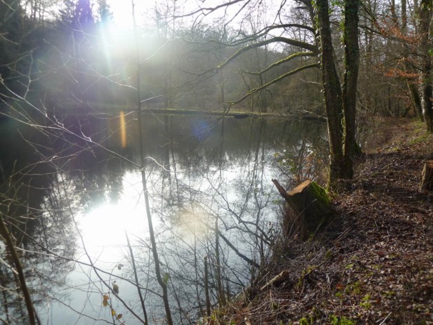 Teichanwesen mitten im Wald Südwestpfalz zimmer