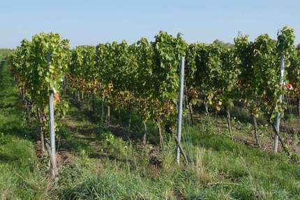 Grundstück in Wachenheim an der Weinstraße 6.500 € 600 m² zimmer