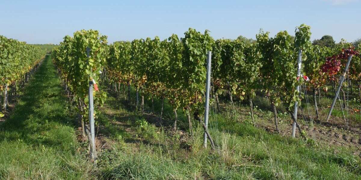 Grundstück in Wachenheim an der Weinstraße 6.500 € 600 m² zimmer