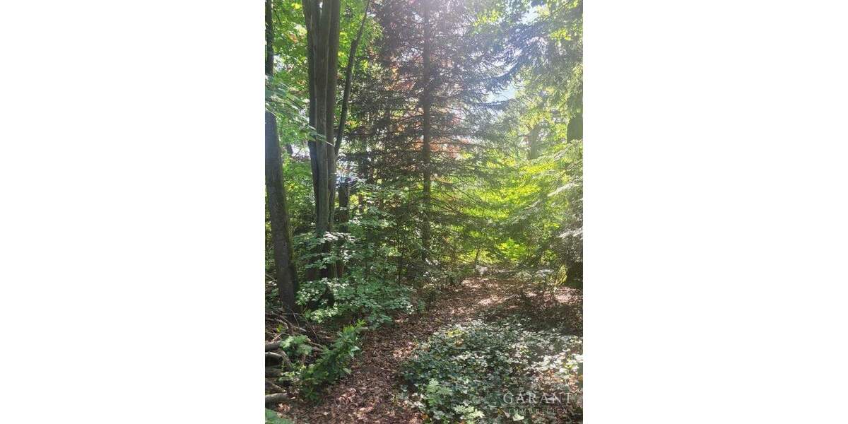 Grundstück Trippstadt - 130.000&euro; | Angebot:24532818