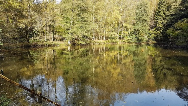Teichanwesen mitten im Wald Südwestpfalz zimmer