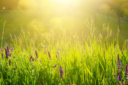 Grundstück Bad Dürkheim - 256.000&euro; | Angebot:26277832