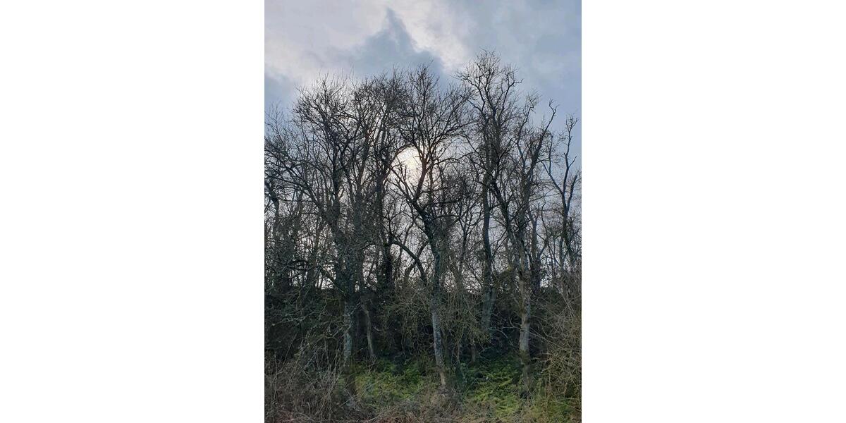 Grundstück Winnweiler - 7.900&euro; | Angebot:25381392