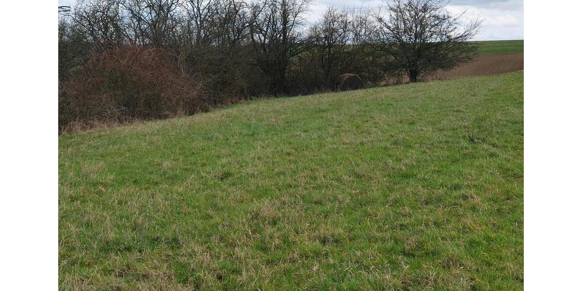 Grundstück Winnweiler - 7.900&euro; | Angebot:25381392