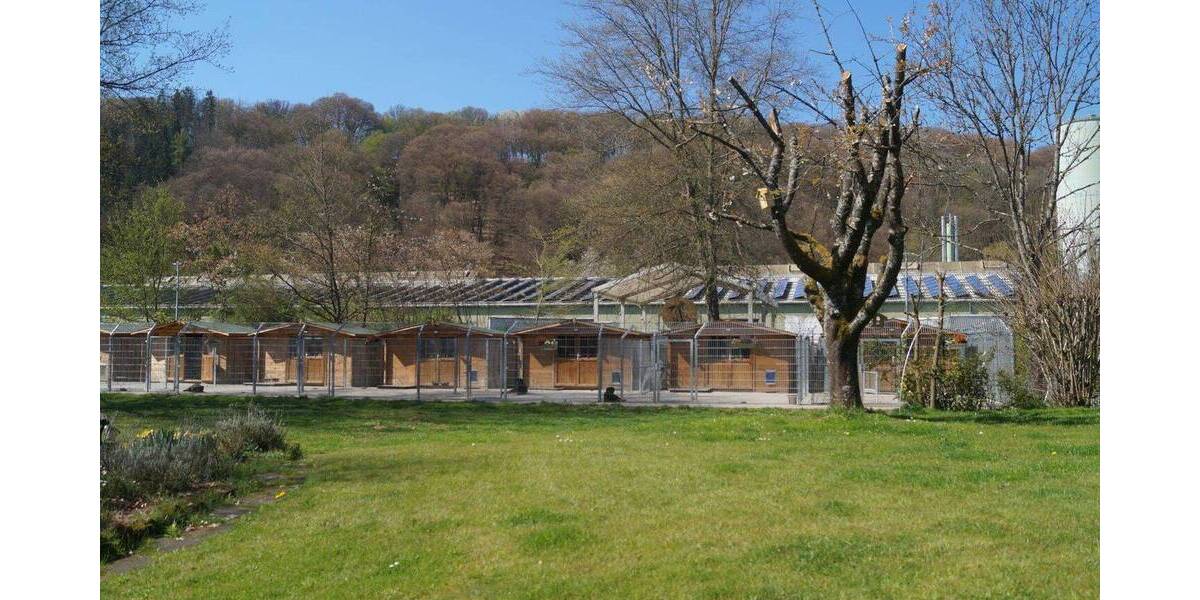 Bungalow Waldfischbach-Burgalben Burgalben - 7 Zimmer, 250 m&sup2;, 650.000&euro; | Angebot:26200176