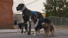 Doggy Style